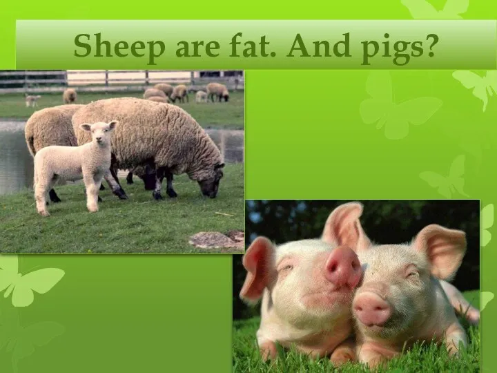 Sheep are fat. And pigs?