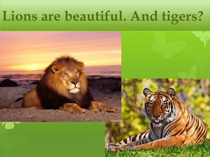 Lions are beautiful. And tigers?