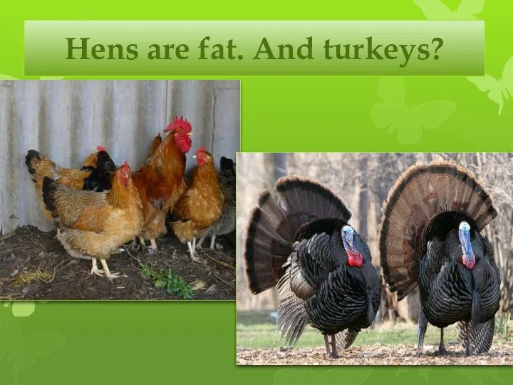 Hens are fat. And turkeys?