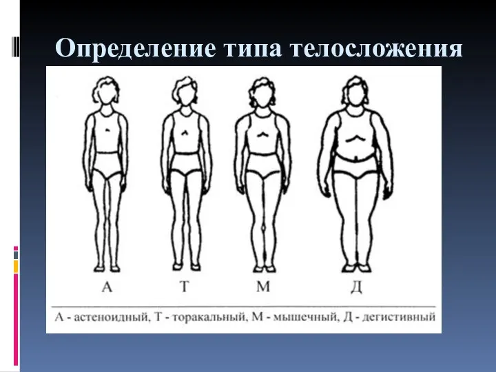 Определение типа телосложения