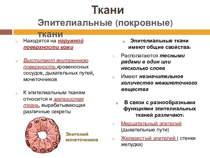 Ткани Находятся на наружной поверхности кожи Выстилают внутреннюю поверхность кровеносных