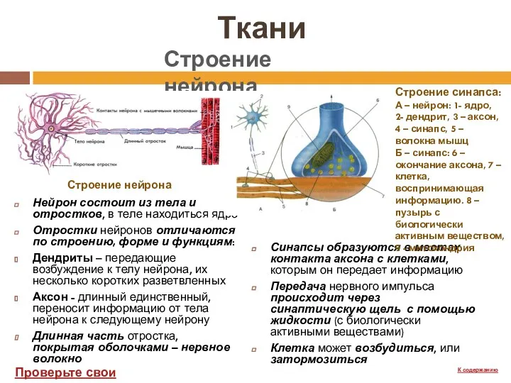 Ткани Синапсы образуются в местах контакта аксона с клетками, которым