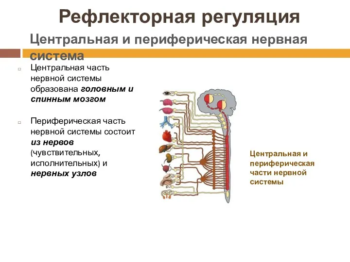 Рефлекторная регуляция Центральная часть нервной системы образована головным и спинным мозгом Периферическая часть