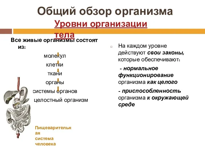 Общий обзор организма Все живые организмы состоят из: молекул клетки