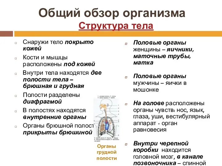 Общий обзор организма Снаружи тело покрыто кожей Кости и мышцы расположены под кожей