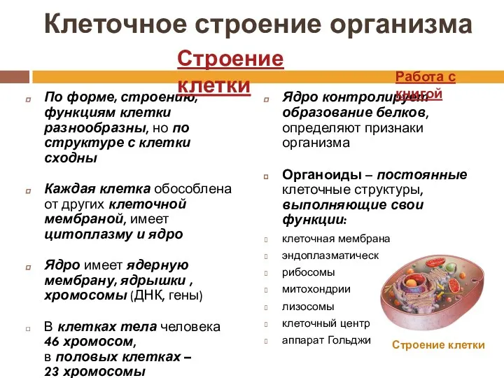 Клеточное строение организма По форме, строению, функциям клетки разнообразны, но