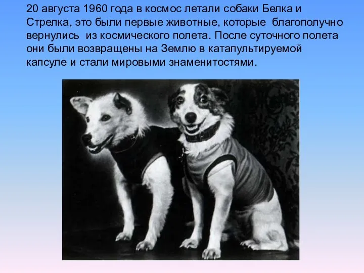 20 августа 1960 года в космос летали собаки Белка и