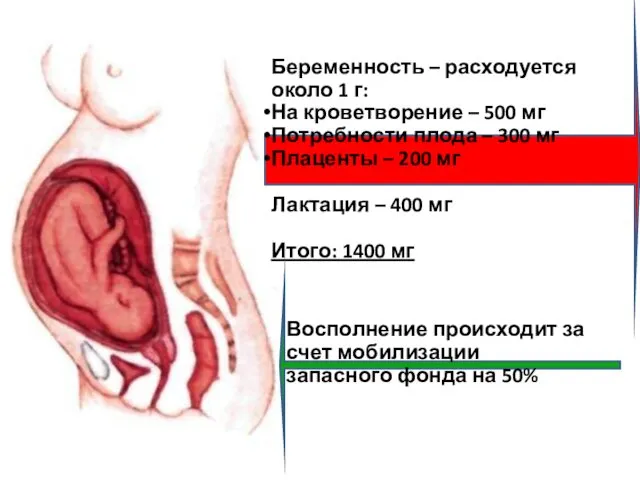 Беременность – расходуется около 1 г: На кроветворение – 500 мг Потребности плода