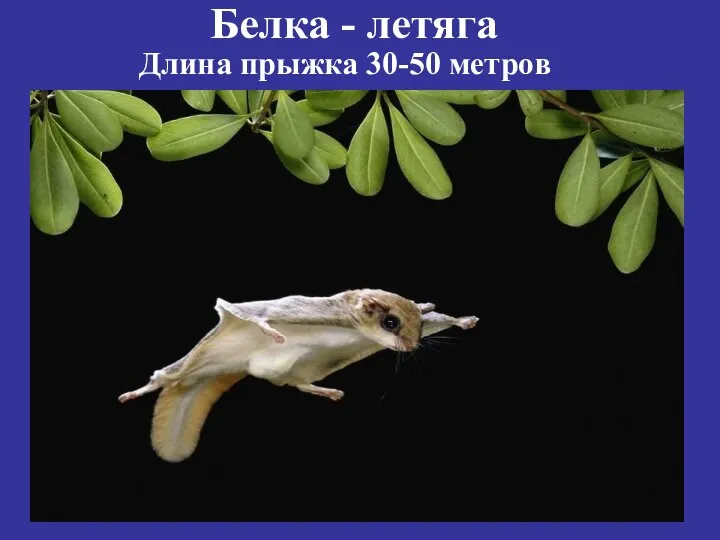 Белка - летяга Длина прыжка 30-50 метров