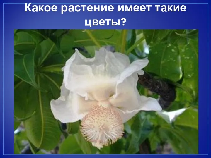 Какое растение имеет такие цветы?