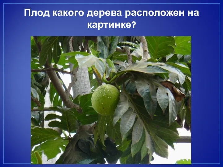 Плод какого дерева расположен на картинке?