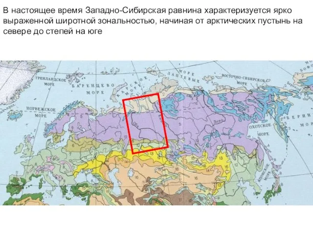 В настоящее время Западно-Сибирская равнина характеризуется ярко выраженной широтной зональностью, начиная от арктических