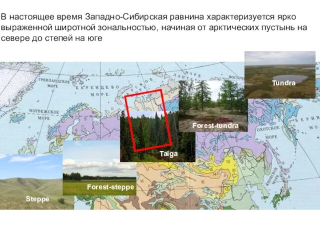 В настоящее время Западно-Сибирская равнина характеризуется ярко выраженной широтной зональностью, начиная от арктических