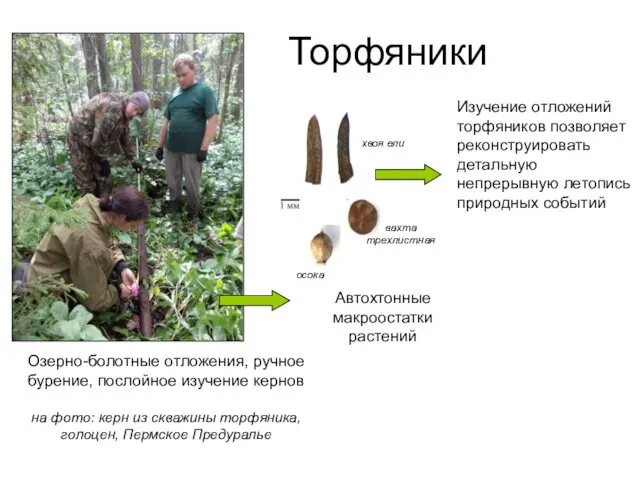 Торфяники Озерно-болотные отложения, ручное бурение, послойное изучение кернов на фото: