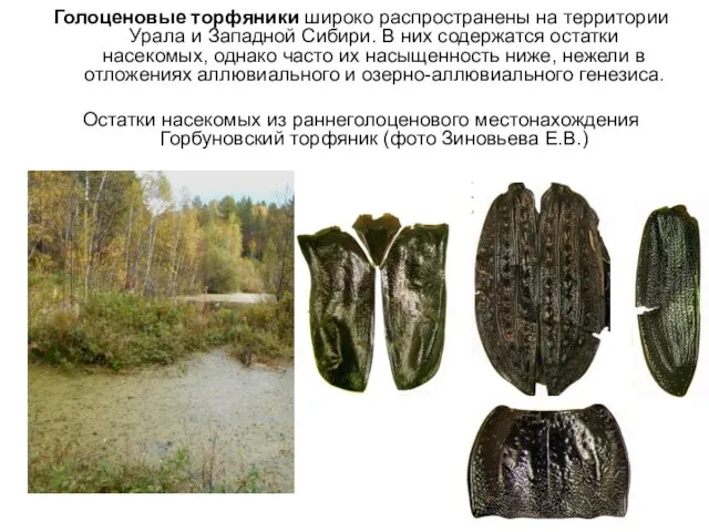 Голоценовые торфяники широко распространены на территории Урала и Западной Сибири. В них содержатся