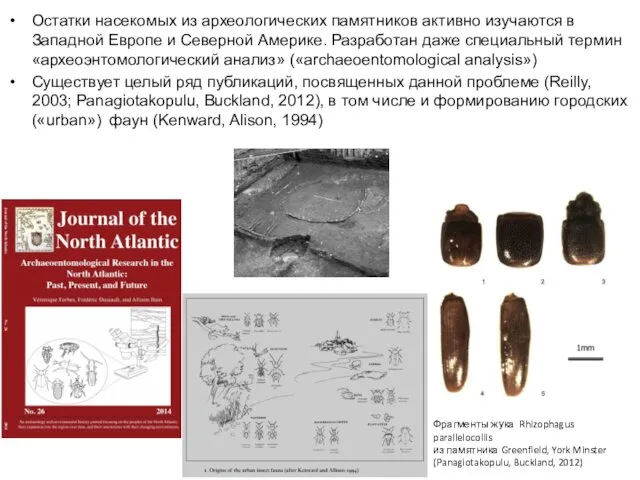 Остатки насекомых из археологических памятников активно изучаются в Западной Европе