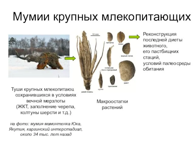 Реконструкция последней диеты животного, его пастбищних стаций, условий палеосреды обитания