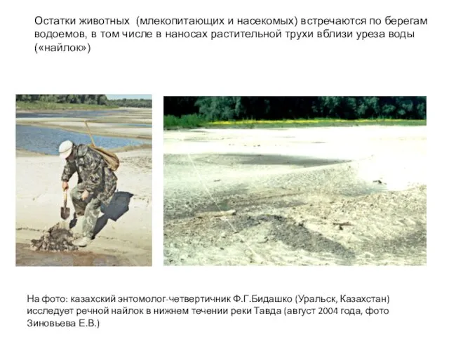 На фото: казахский энтомолог-четвертичник Ф.Г.Бидашко (Уральск, Казахстан) исследует речной найлок в нижнем течении