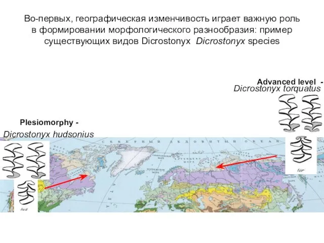 Во-первых, географическая изменчивость играет важную роль в формировании морфологического разнообразия: пример существующих видов