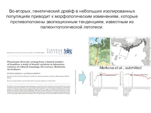 Во-вторых, генетический дрейф в небольших изолированных популяциях приводит к морфологическим