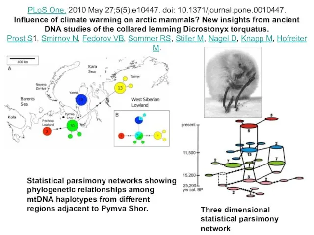 Statistical parsimony networks showing phylogenetic relationships among mtDNA haplotypes from