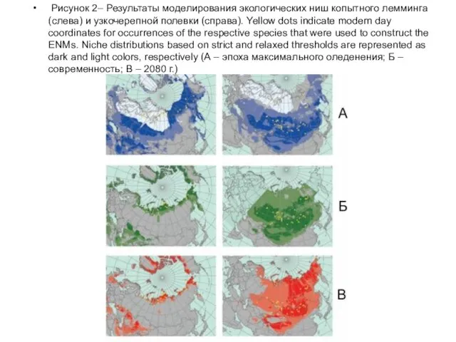 Рисунок 2– Результаты моделирования экологических ниш копытного лемминга (слева) и