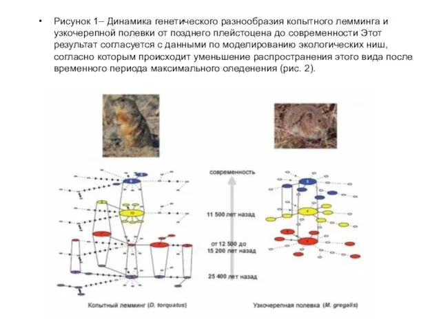 Рисунок 1– Динамика генетического разнообразия копытного лемминга и узкочерепной полевки от позднего плейстоцена