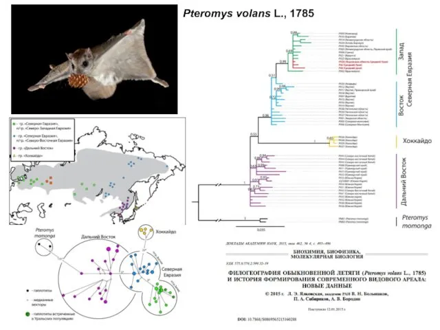 Pteromys volans L., 1785