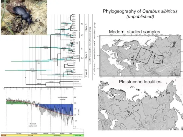 Phylogeography of Carabus sibiricus (unpublished) Modern studied samples Pleistocene localities