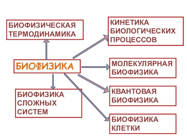 БИОФИЗИКА БИОФИЗИЧЕСКАЯ ТЕРМОДИНАМИКА КИНЕТИКА БИОЛОГИЧЕСКИХ ПРОЦЕССОВ МОЛЕКУЛЯРНАЯ БИОФИЗИКА КВАНТОВАЯ БИОФИЗИКА БИОФИЗИКА КЛЕТКИ БИОФИЗИКА СЛОЖНЫХ СИСТЕМ