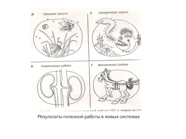 Результаты полезной работы в живых системах