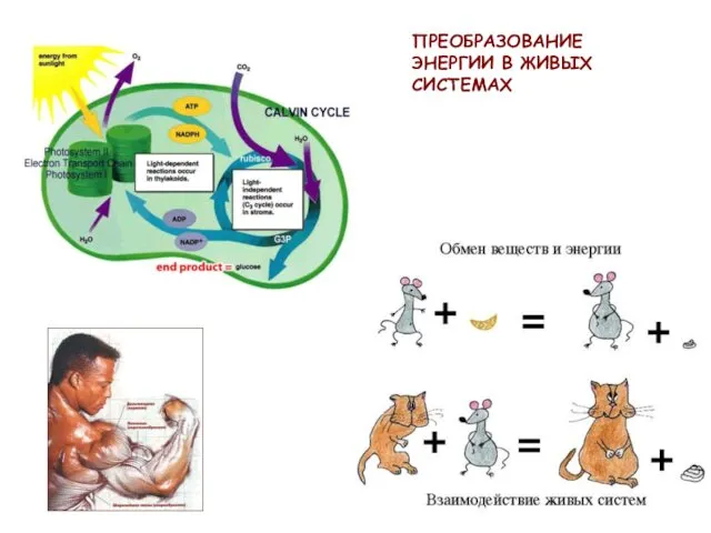 ПРЕОБРАЗОВАНИЕ ЭНЕРГИИ В ЖИВЫХ СИСТЕМАХ