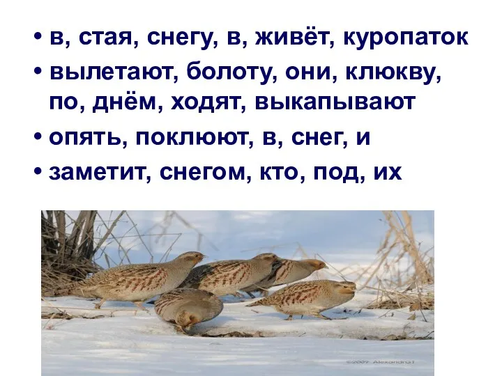 в, стая, снегу, в, живёт, куропаток вылетают, болоту, они, клюкву, по, днём, ходят,