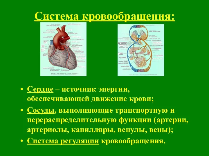 Система кровообращения: Сердце – источник энергии, обеспечивающей движение крови; Сосуды,