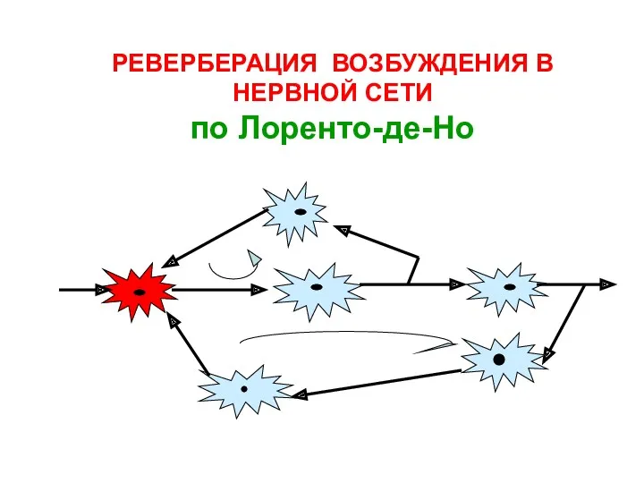 РЕВЕРБЕРАЦИЯ ВОЗБУЖДЕНИЯ В НЕРВНОЙ СЕТИ по Лоренто-де-Но