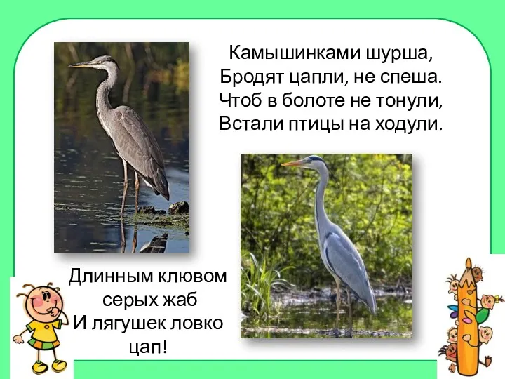 Камышинками шурша, Бродят цапли, не спеша. Чтоб в болоте не тонули, Встали птицы