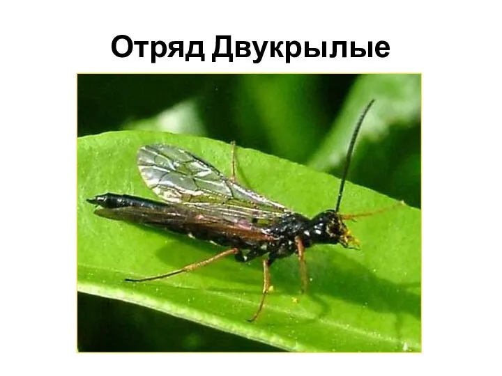 Отряд Двукрылые