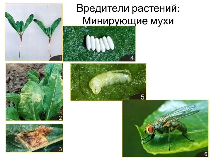 Вредители растений: Минирующие мухи
