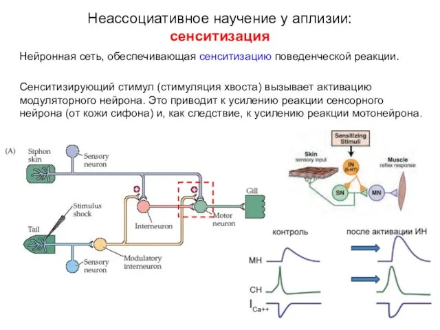 Нейронная сеть, обеспечивающая сенситизацию поведенческой реакции. Сенситизирующий стимул (стимуляция хвоста)