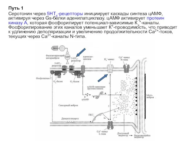 Путь 1 Серотонин через 5НТ4-рецепторы инициирует каскады синтеза цАМФ, активируя