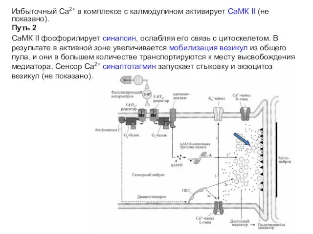 Избыточный Са2+ в комплексе с калмодулином активирует СаМК II (не