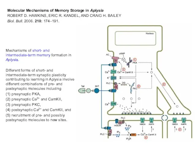 Mechanisms of short- and intermediate-term memory formation in Aplysia. Different