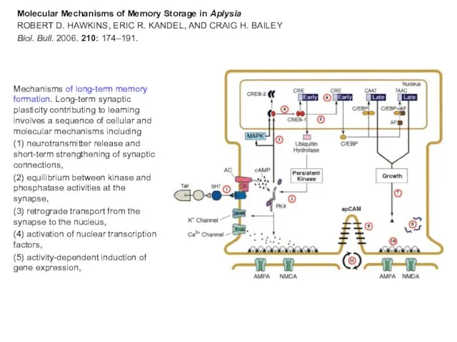 Molecular Mechanisms of Memory Storage in Aplysia ROBERT D. HAWKINS,