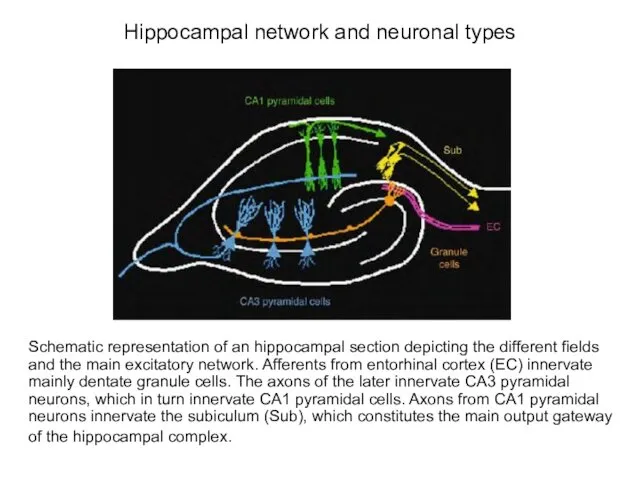Hippocampal network and neuronal types Schematic representation of an hippocampal