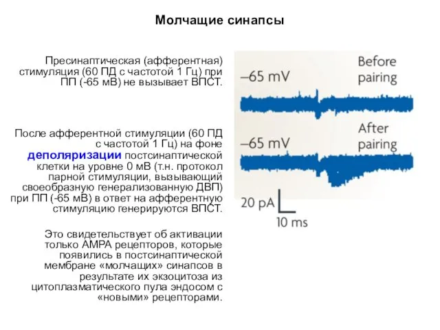 Молчащие синапсы Пресинаптическая (афферентная) стимуляция (60 ПД с частотой 1