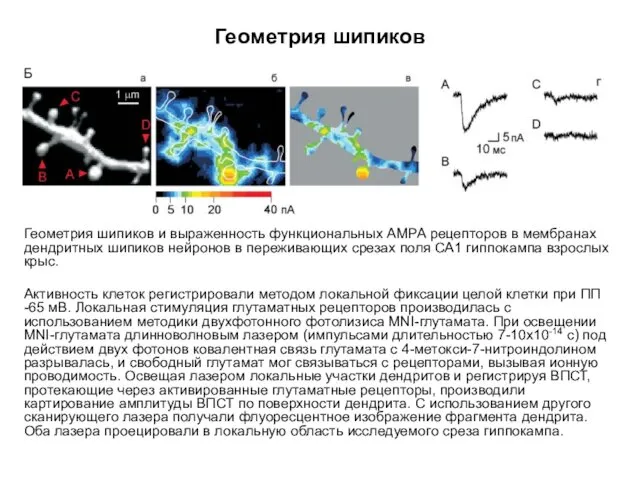 Геометрия шипиков Геометрия шипиков и выраженность функциональных АМРА рецепторов в
