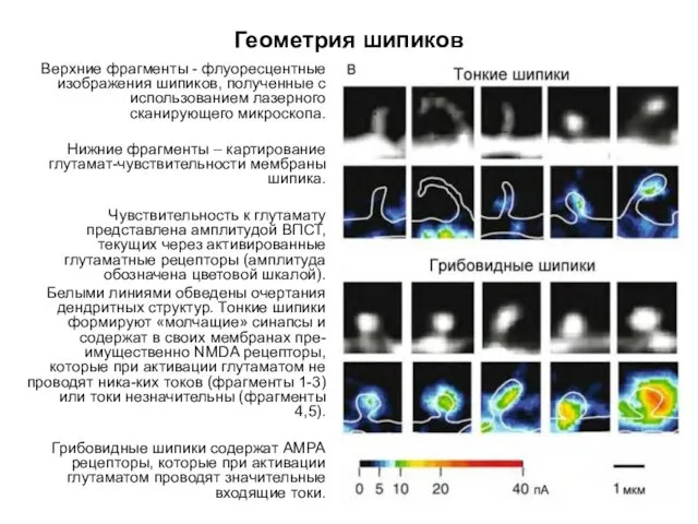 Геометрия шипиков Верхние фрагменты - флуоресцентные изображения шипиков, полученные с