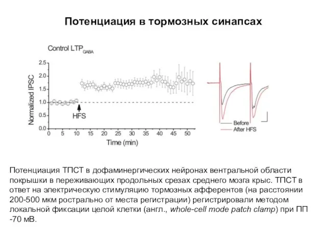 Потенциация в тормозных синапсах Потенциация ТПСТ в дофаминергических нейронах вентральной