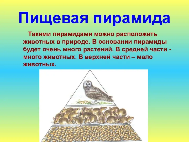 Пищевая пирамида Такими пирамидами можно расположить животных в природе. В