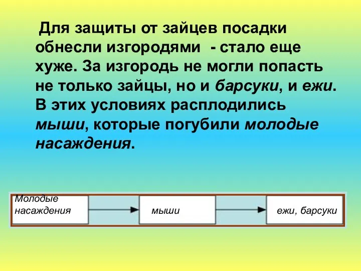 Для защиты от зайцев посадки обнесли изгородями - стало еще